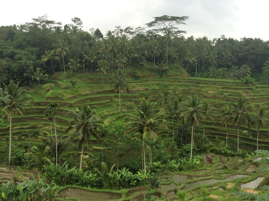 Pangkung House Leilighet Ubud Eksteriør bilde